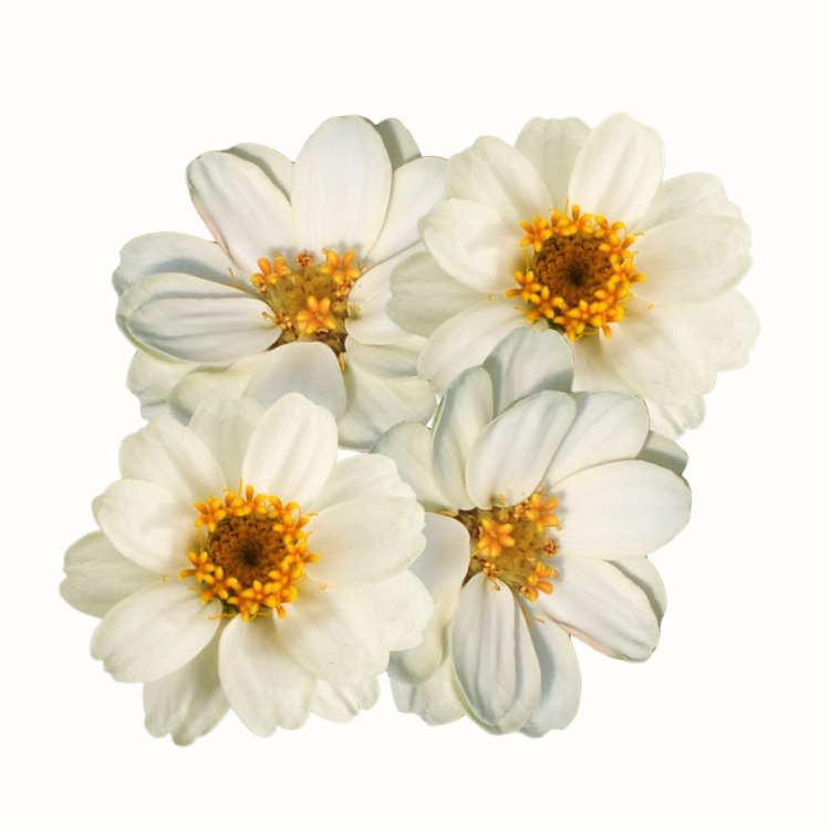 Cynia - Profusion Double White.png