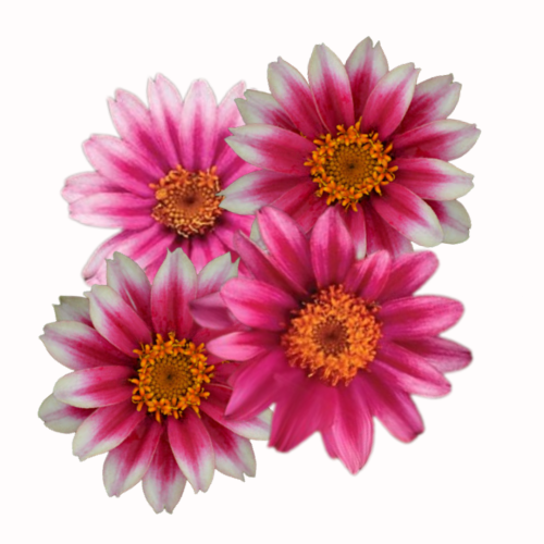 Cynia - Profusion Cherry Bicolour.png