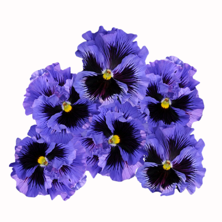 Bratek ogrodowy - Frizzle Sizzle Blue (Fiołek ogrodowy).png