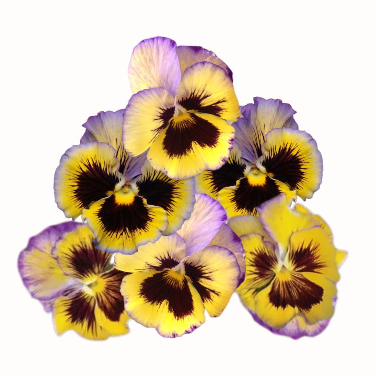 Bratek ogrodowy - Frizzle Sizzle Lemonberry (Fiołek ogrodowy).png