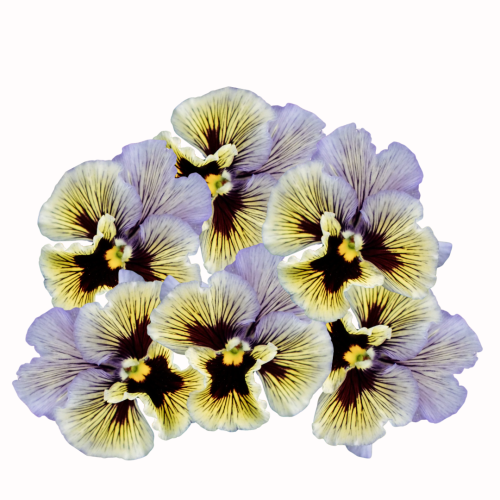 Bratek ogrodowy - Frizzle Sizzle YellowBlue Swirl (Fiołek ogrodowy).png