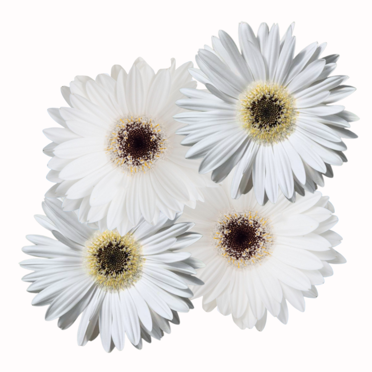 Gerbera doniczkowa - Majorette Bright White Dark Eye .png
