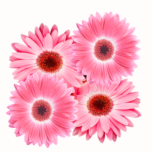 Gerbera doniczkowa - Majorette Pink Halo.png