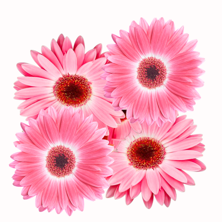 Gerbera doniczkowa - Majorette Pink Halo.png