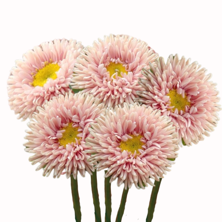 Aster chiński Matsumoto Apricot.png