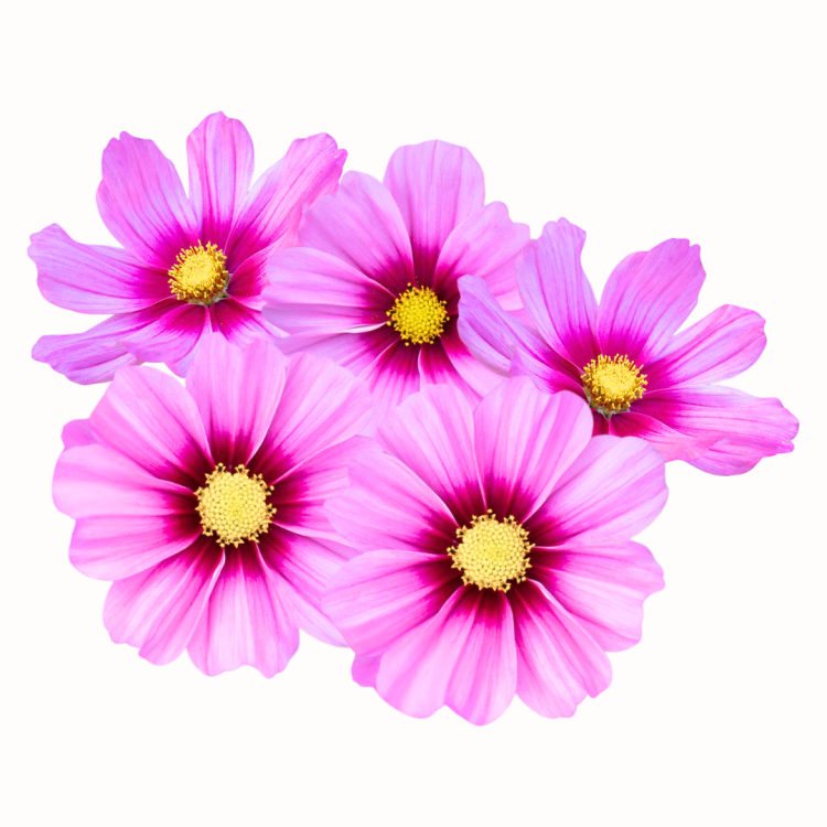 Kosmos pierzasty - Apollo Rose with Eye.png