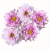 Kosmos pierzasty - Double Click Bicolour Pink.png