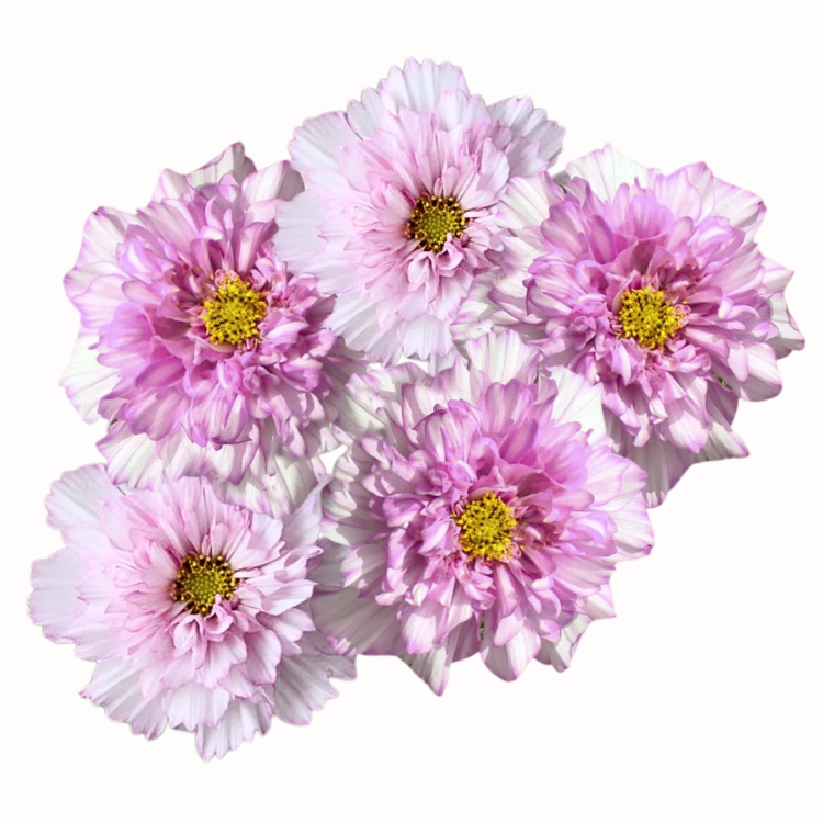 Kosmos pierzasty - Double Click Bicolour Pink.png