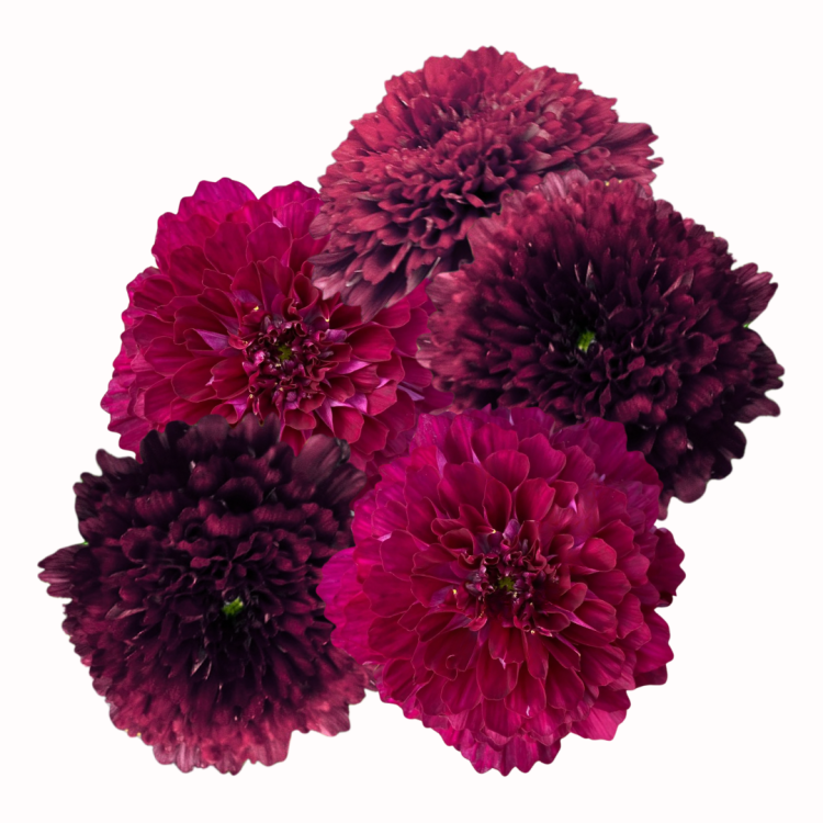 Kosmos pierzasty - Double Click Cranberries.png