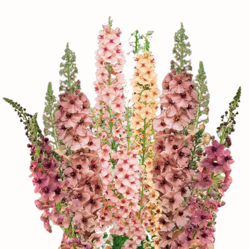 Dziewanna - Southern Charm .png