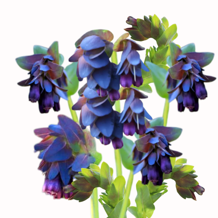 Ośmiał wielki - Purpurascens Pride of Gibraltar .png