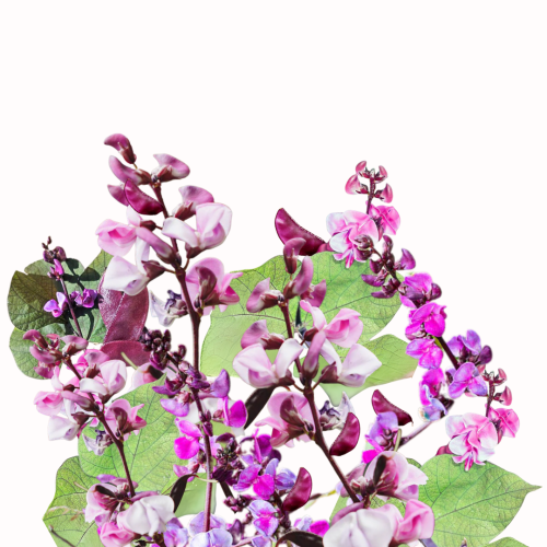 Fasolnik egipski - Ruby Moon (Wspięga pospolita).png