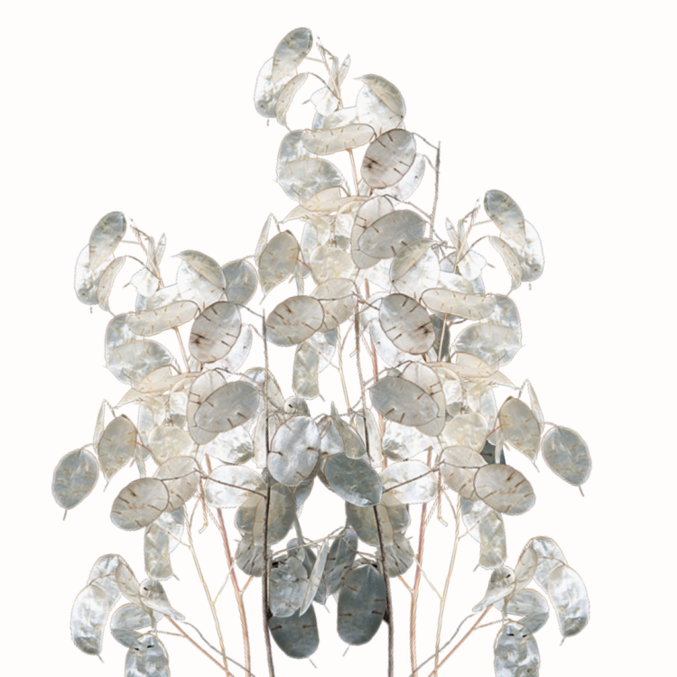 Lunaria biała Alba - judaszowe srebrniki.png