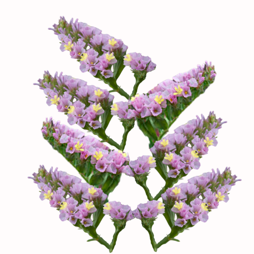 Zatrwian wrębny - Forever Happy .png