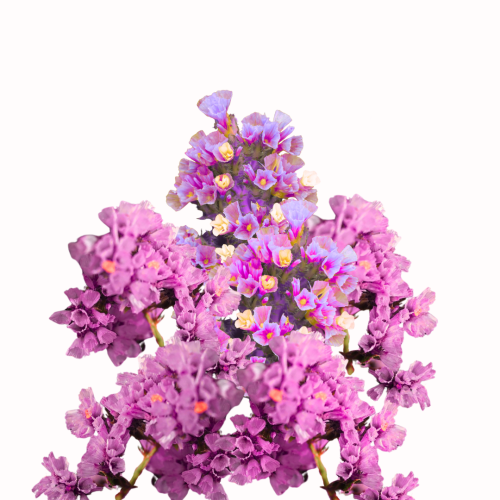 Zatrwian wrębny - Forever Rose.png