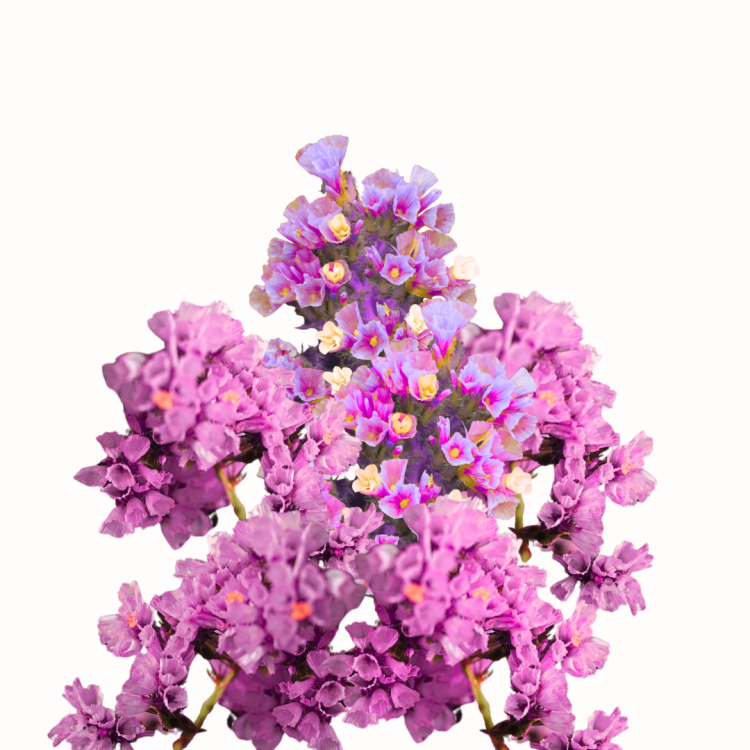 Zatrwian wrębny - Forever Rose.png