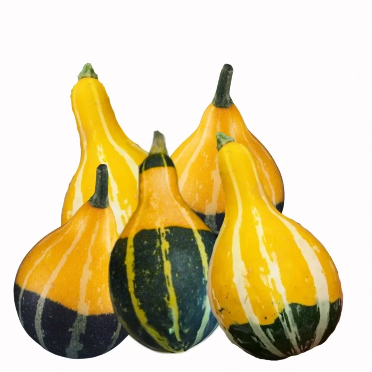 Dynia ozdobna - Pear Bicolour