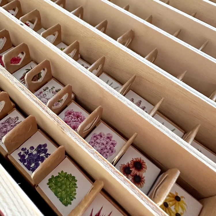 Dynia ozdobna - Pear Bicolour