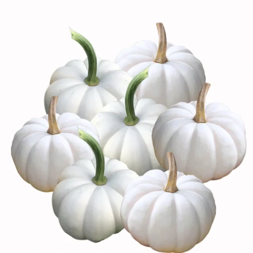 Dynia ozdobna - Casperita F1