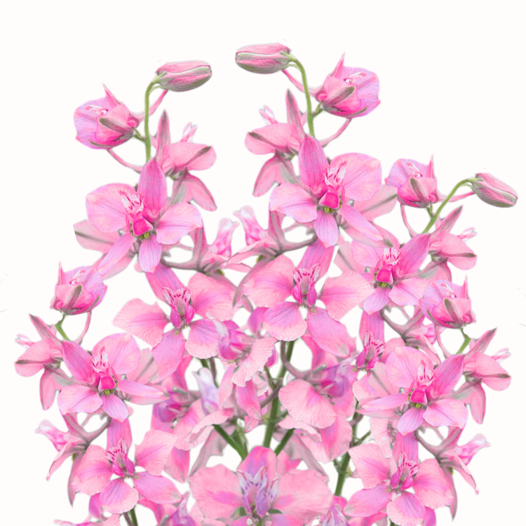 Ostróżeczka polna - QIS Light Pink.png