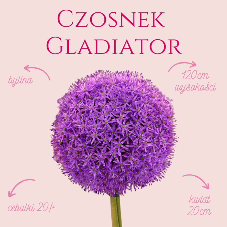 Czosnek Gladiator.png