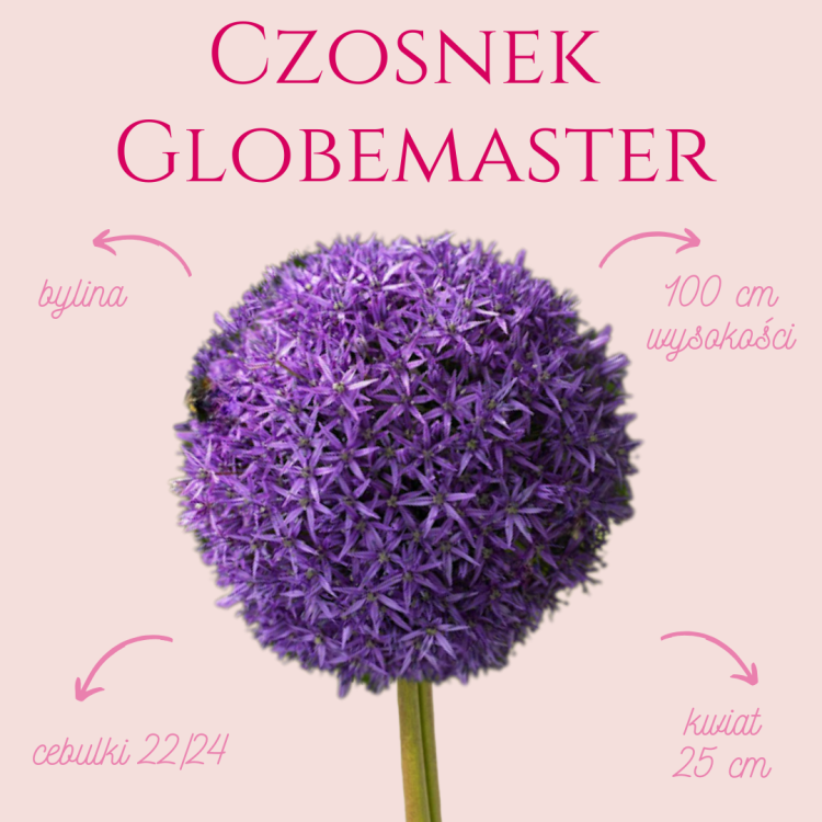 Czosnek Globemaster.png