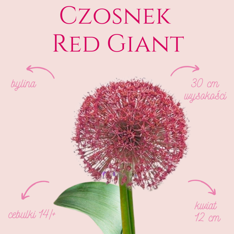 Czosnek Red Giant.png