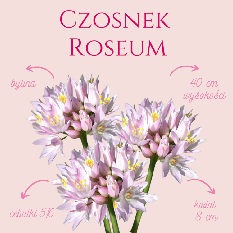 Czosnek Roseum.png