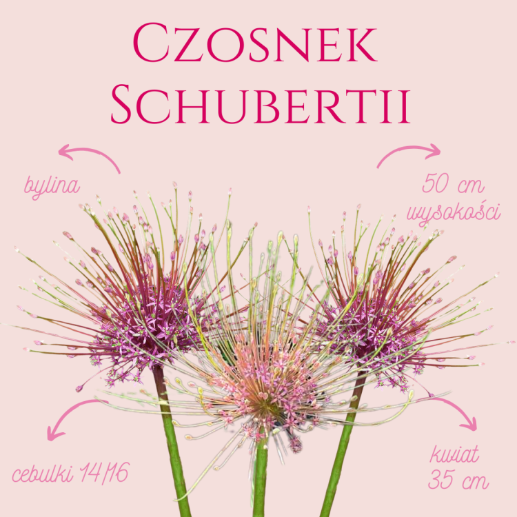 Czosnek Schubertii.png
