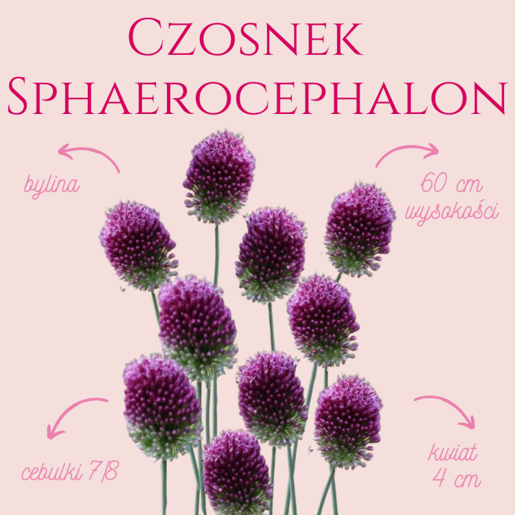 Czosnek główkowaty Sphaerocephalon.png