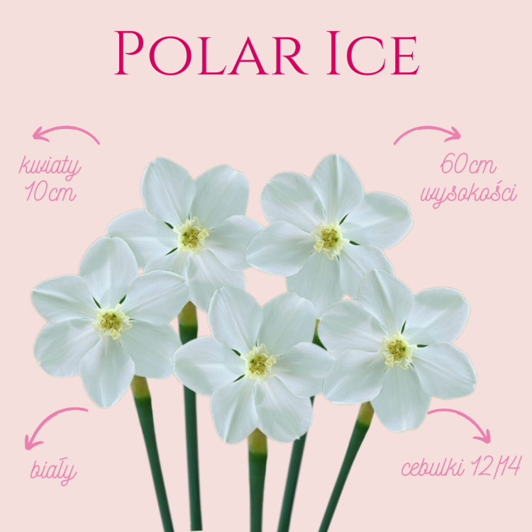 Narcyz Polar Ice .png