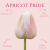 Tulipan Apricot Pride