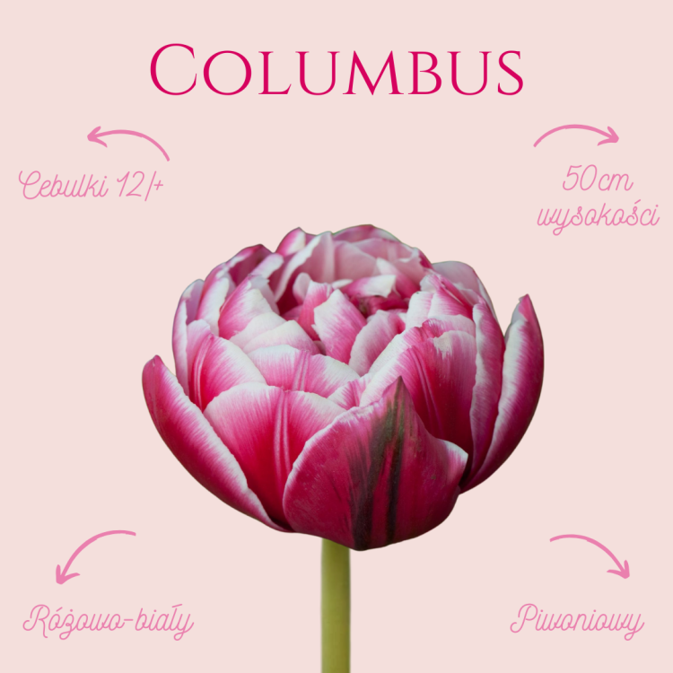 Tulipan Columbus.png