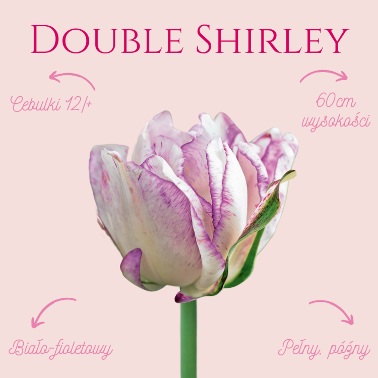 Tulipan Double Shirley.png