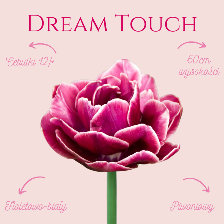 Tulipan Dream Touch