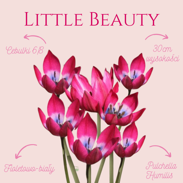 Tulipan Little Beauty.png