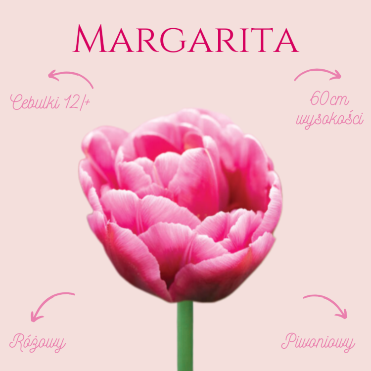 Tulipan Margarita.png