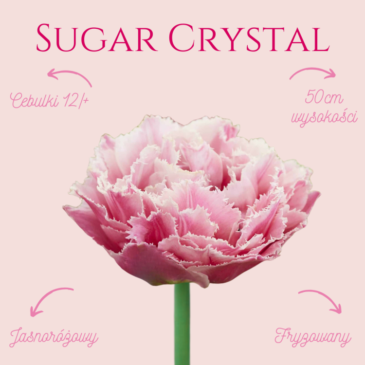 Tulipan Sugar Crystal.png