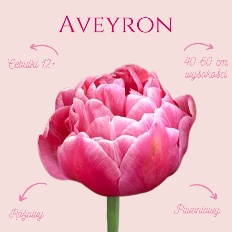 Tulip - Aveyron.png