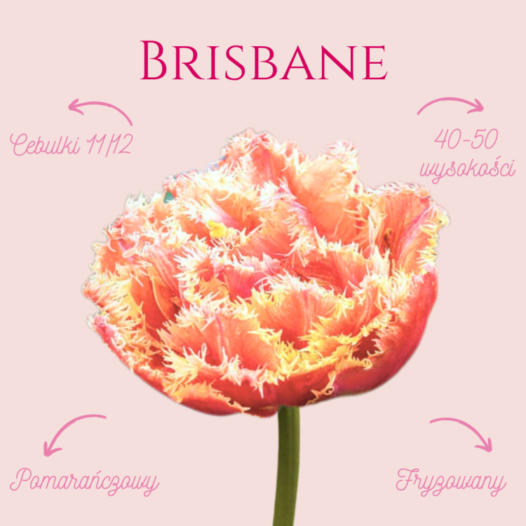 Brisbane.png