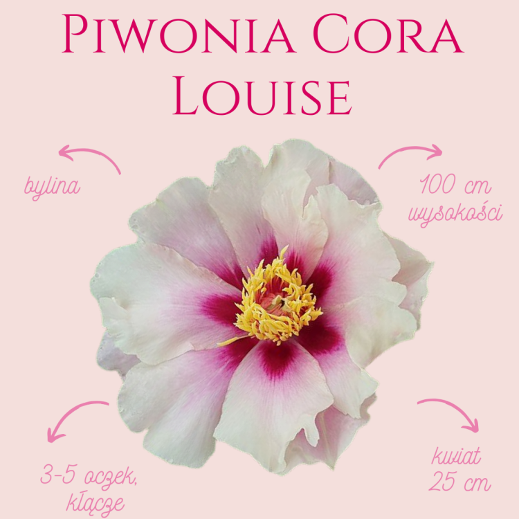 Piwonia Cora Louise.png