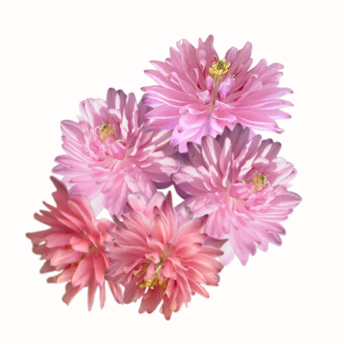 Orlik pospolity Rose Barlow.png