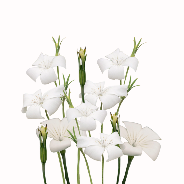 Agrostemma biała - Kąkol Queen White.png