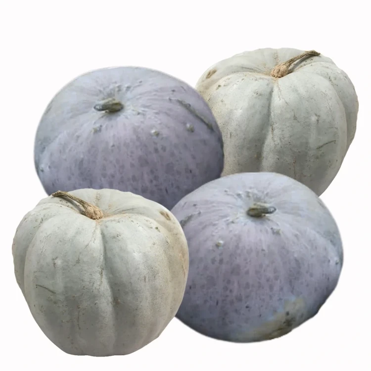 Dynia ozdobna olbrzymia - Krupnoplodnaya