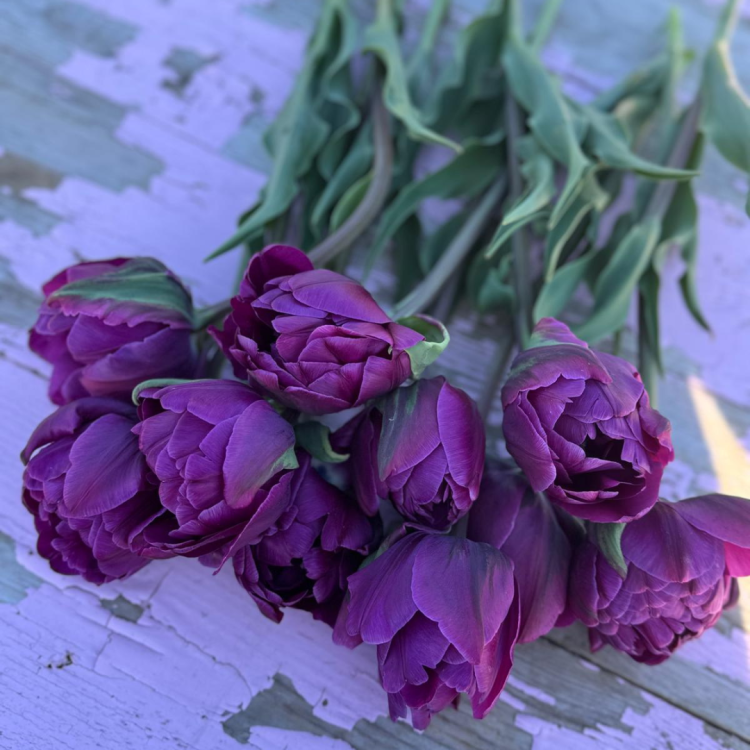 Tulipan Blue Diamond  (2).png