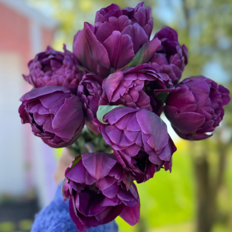 Tulipan Blue Diamond  (1).png