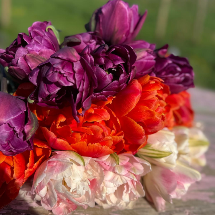 Tulipan Bombastic Red (1).png