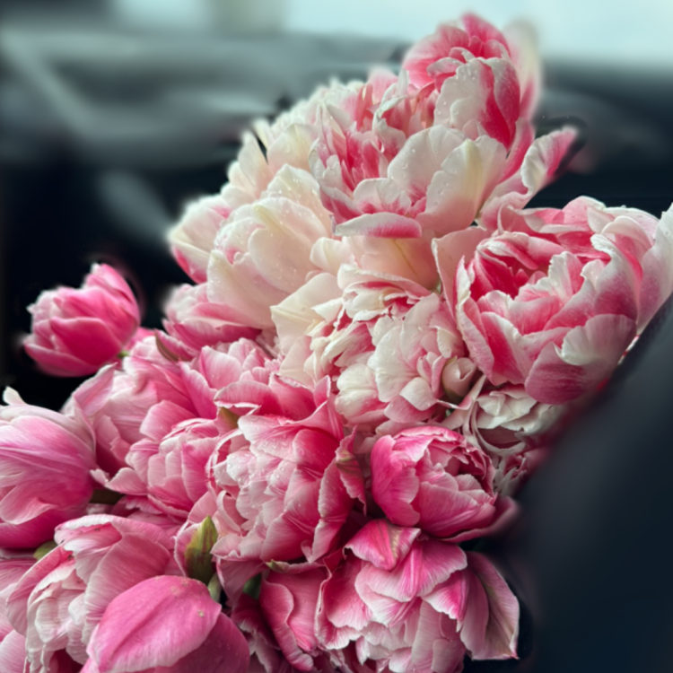 Tulipan Vouge (2).png