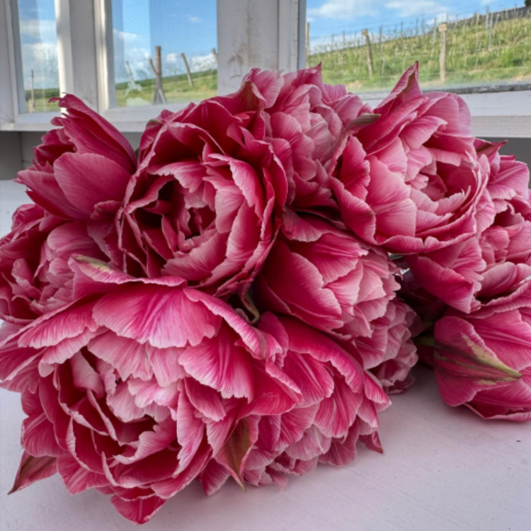 Tulipan - Aveyron (1).png