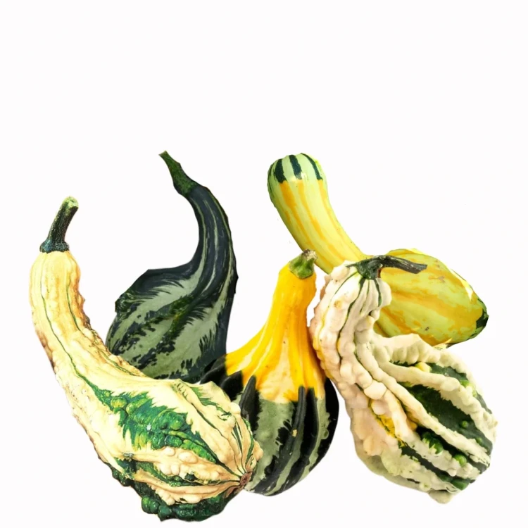 Dynia ozdobna - Indian Mix Large